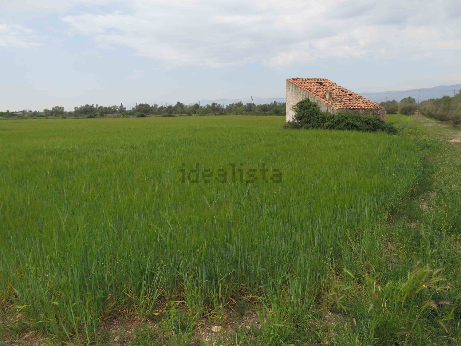 Campo de cereal verde con la casa de campo al fondo