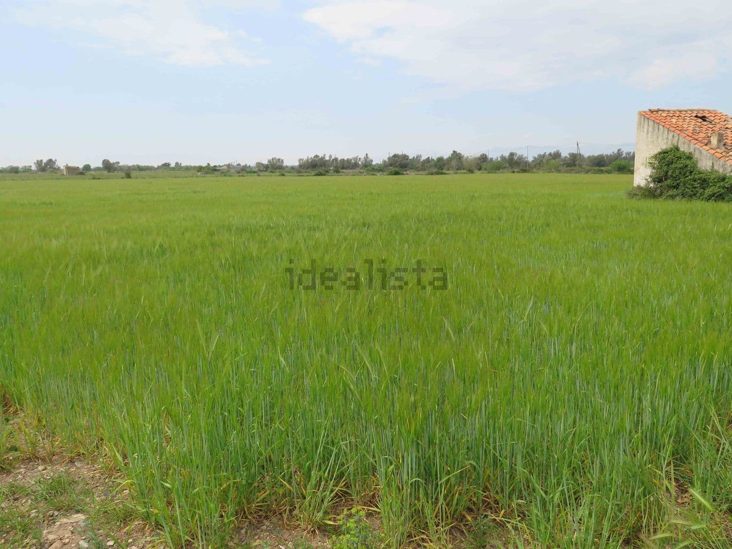 Sembrado de cereal en terreno llano