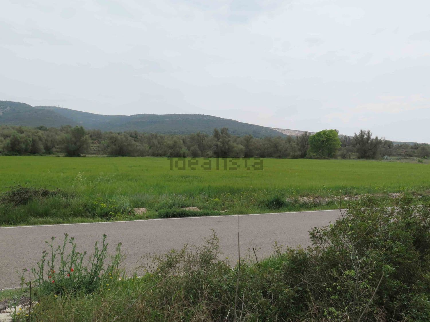 Campo verde junto a la carretera con montañas al fondo