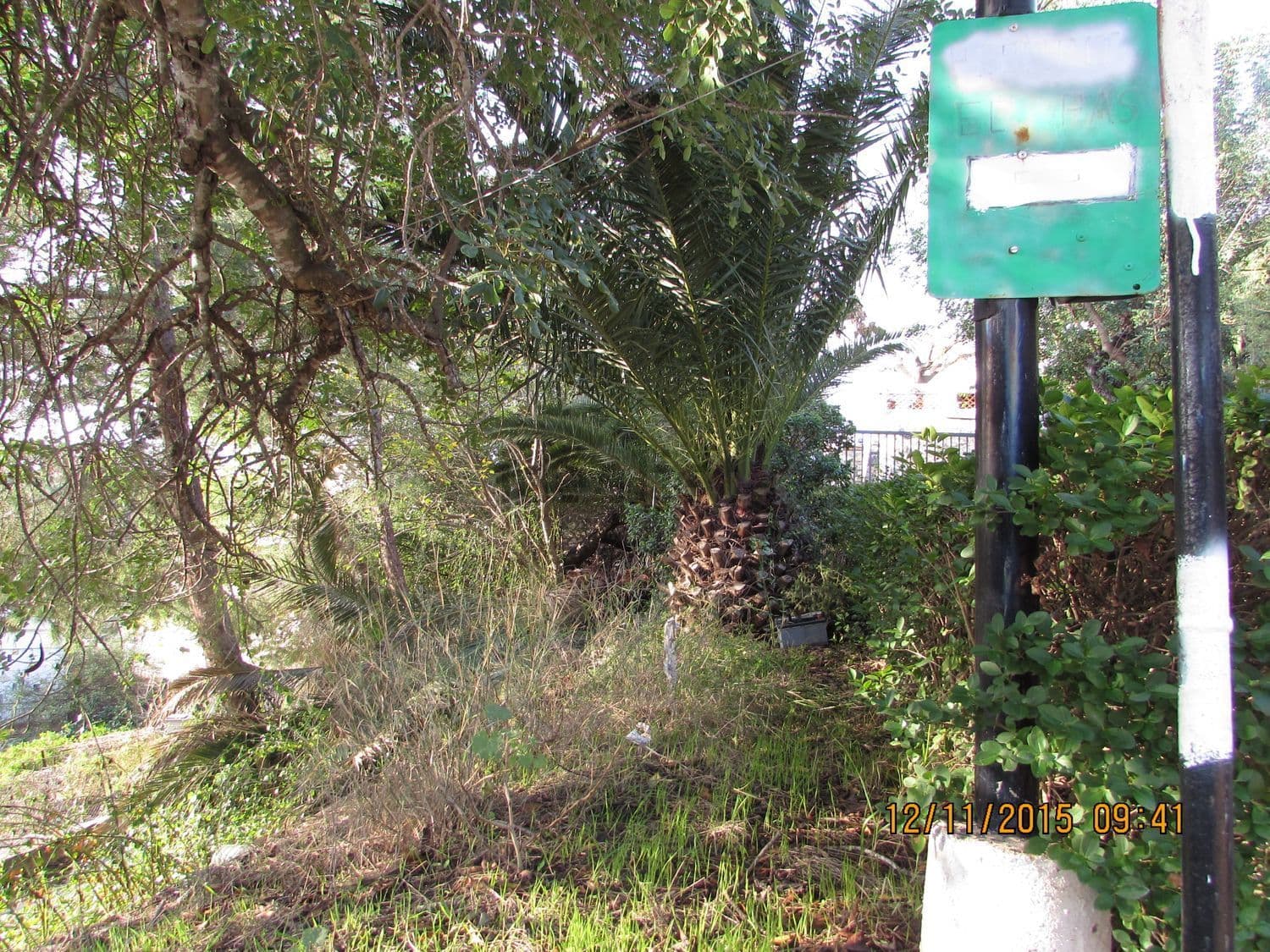 Palmera y vegetación junto a la entrada