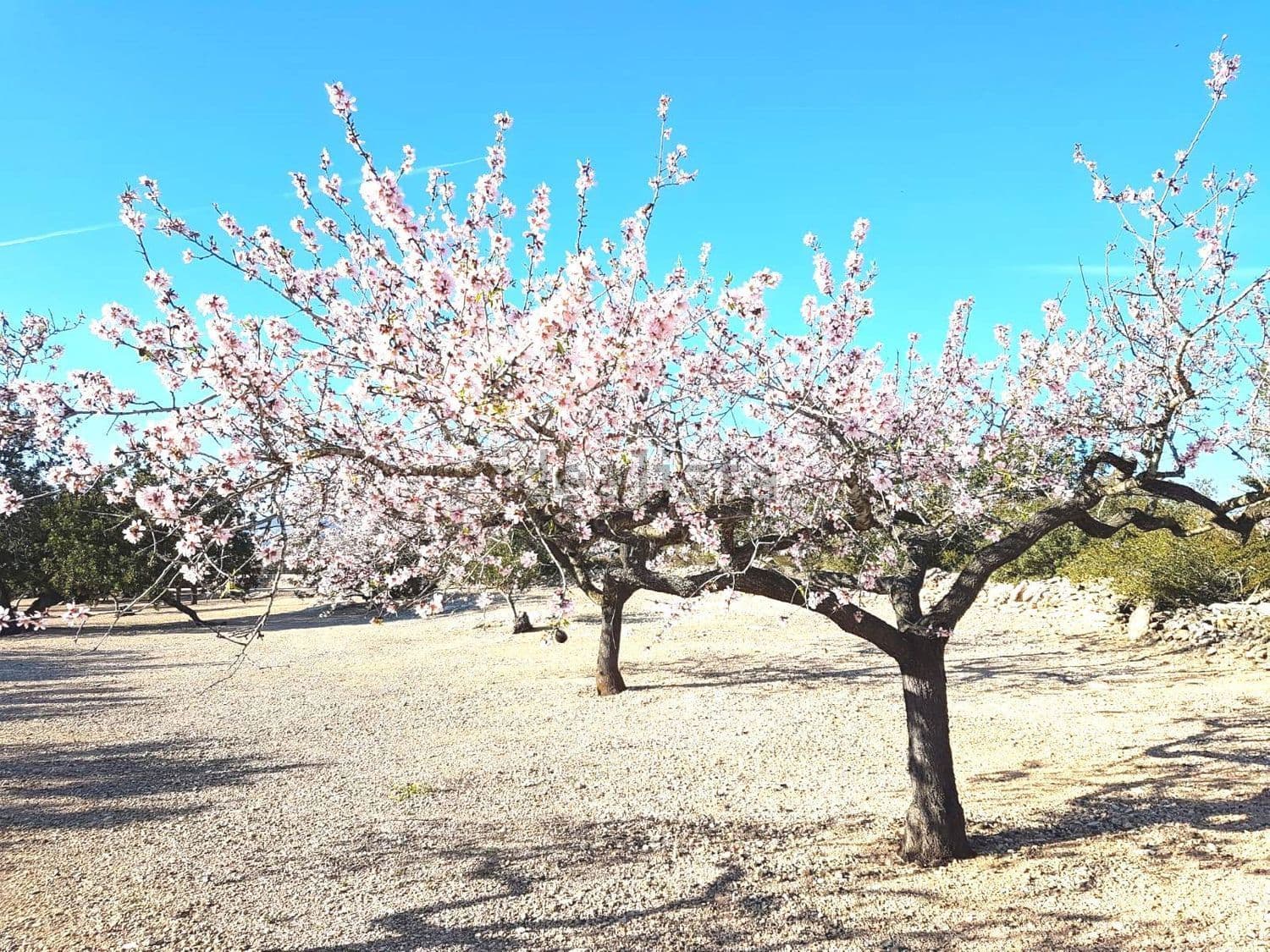 Almendro en flor sobre terreno despejado