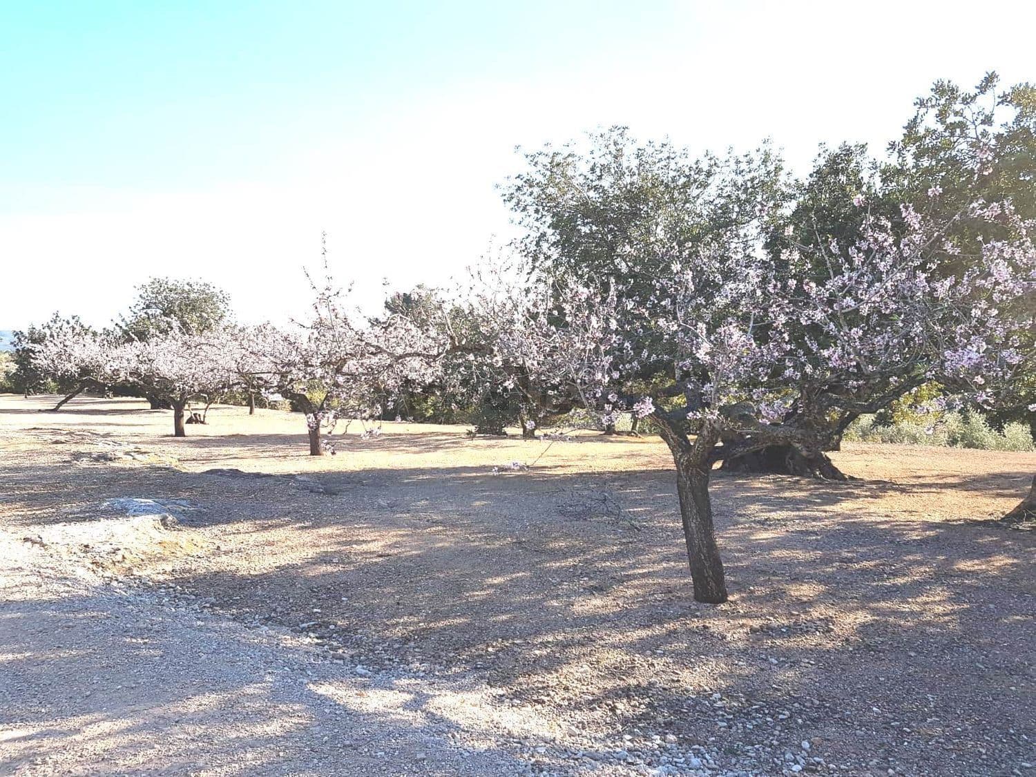 Hilera de almendros en flor junto a un camino