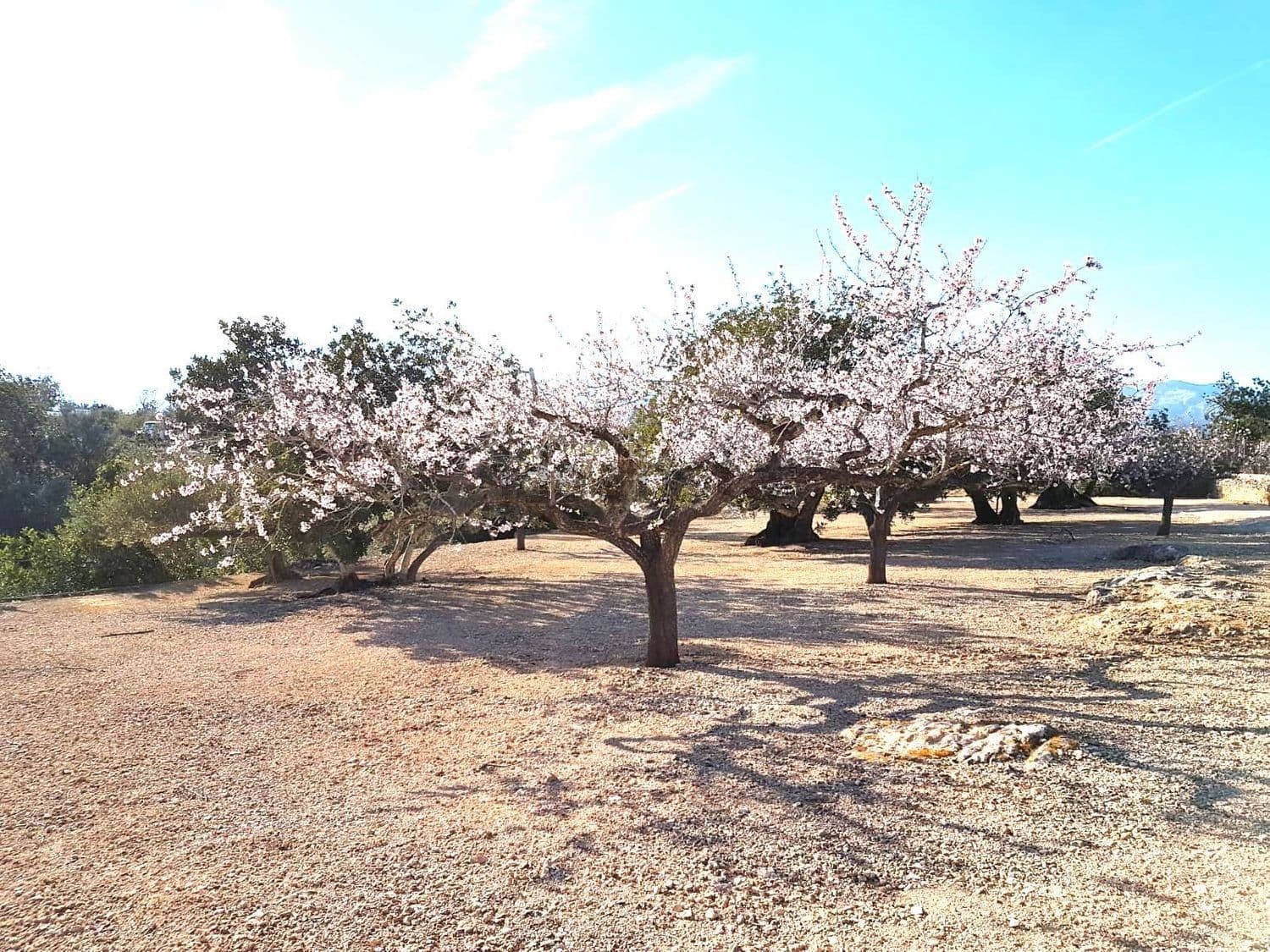 Almendros en flor en la finca