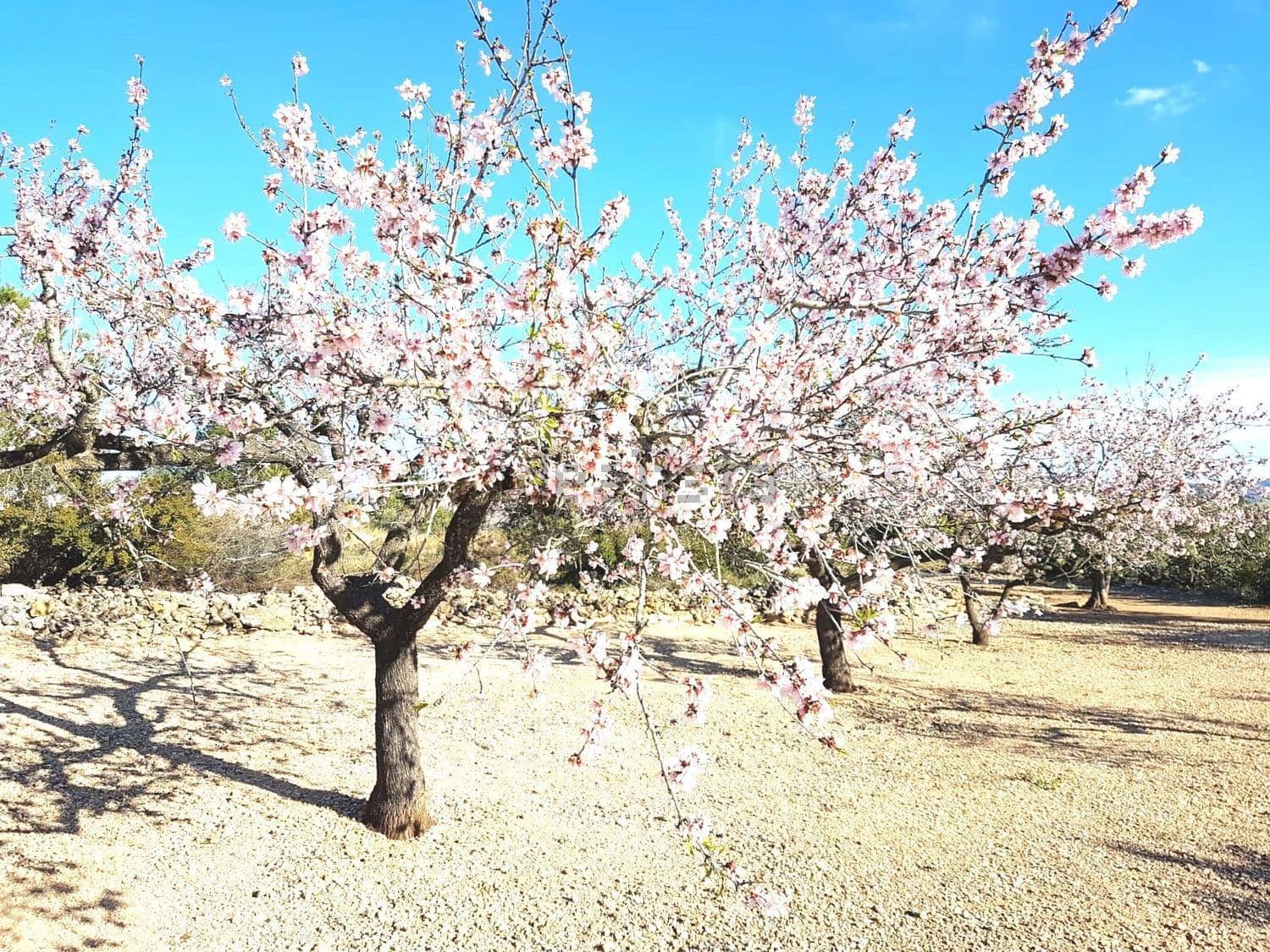 Almendro florido en primer plano