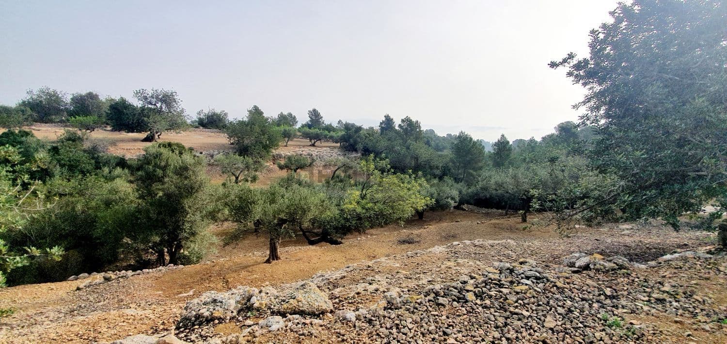 Terreno con olivos y monte al fondo