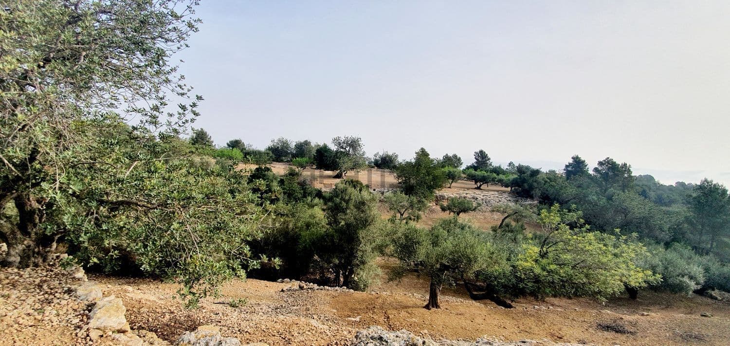 Olivos y vegetación en la ladera