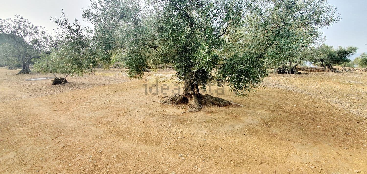 Olivo centenario sobre tierra labrada