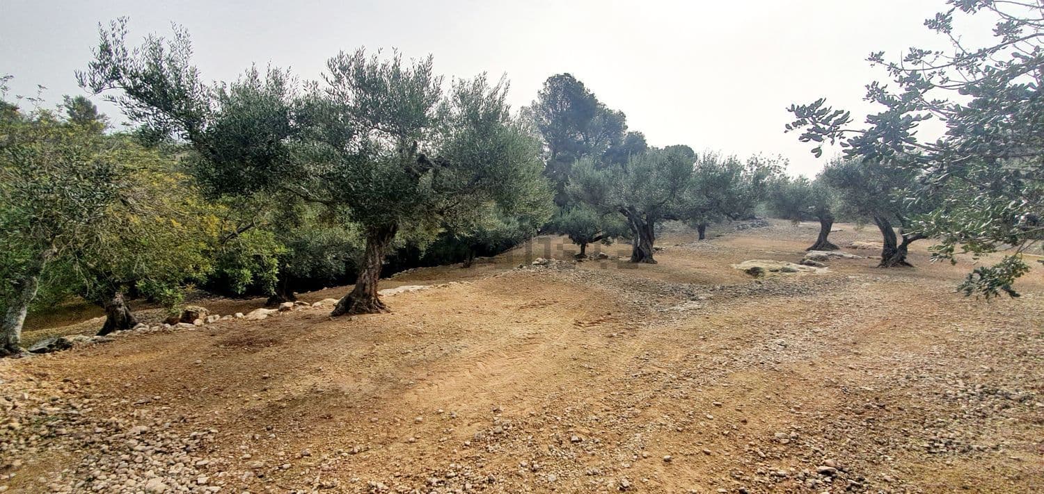 Olivar con camino de tierra