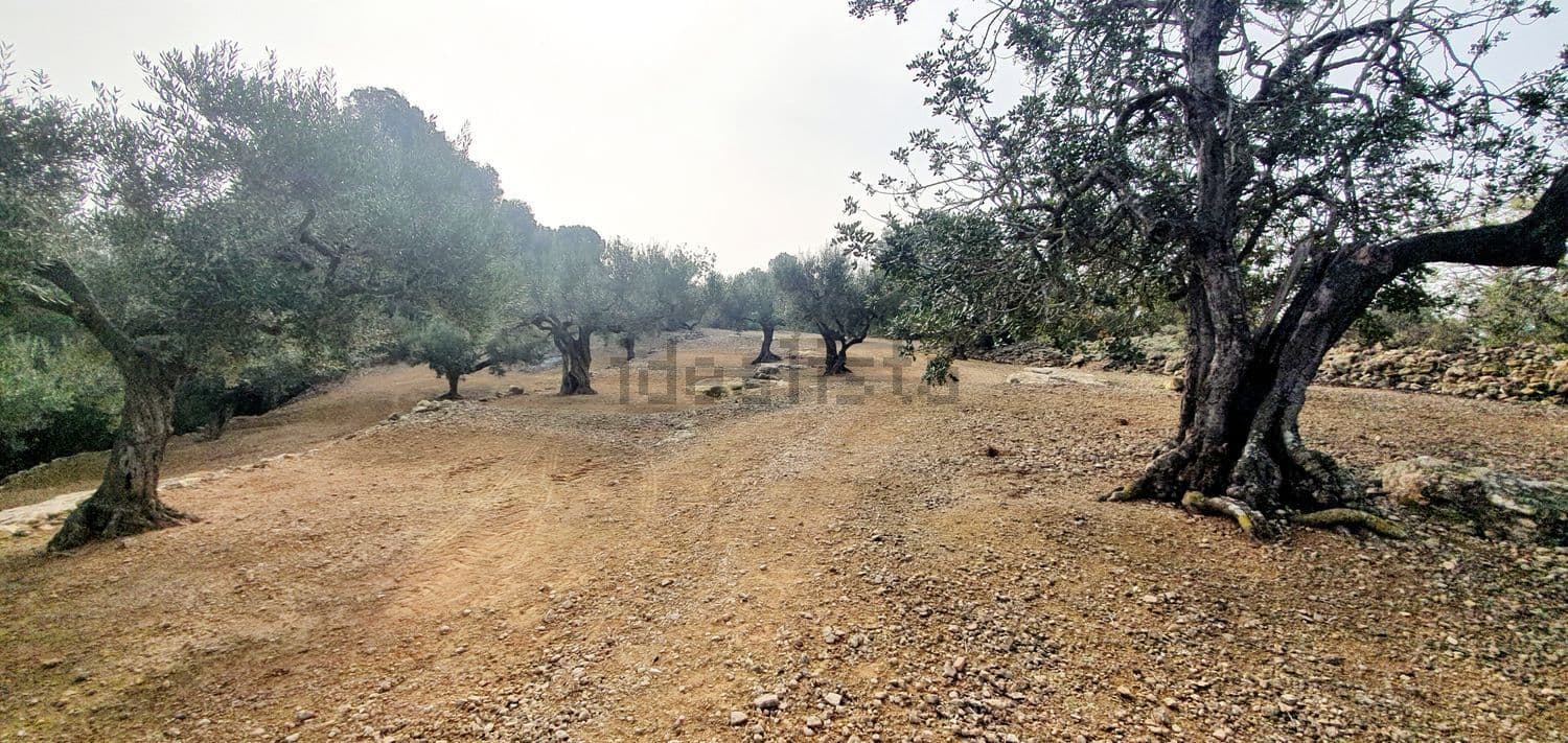 Olivos de tronco grueso en la finca