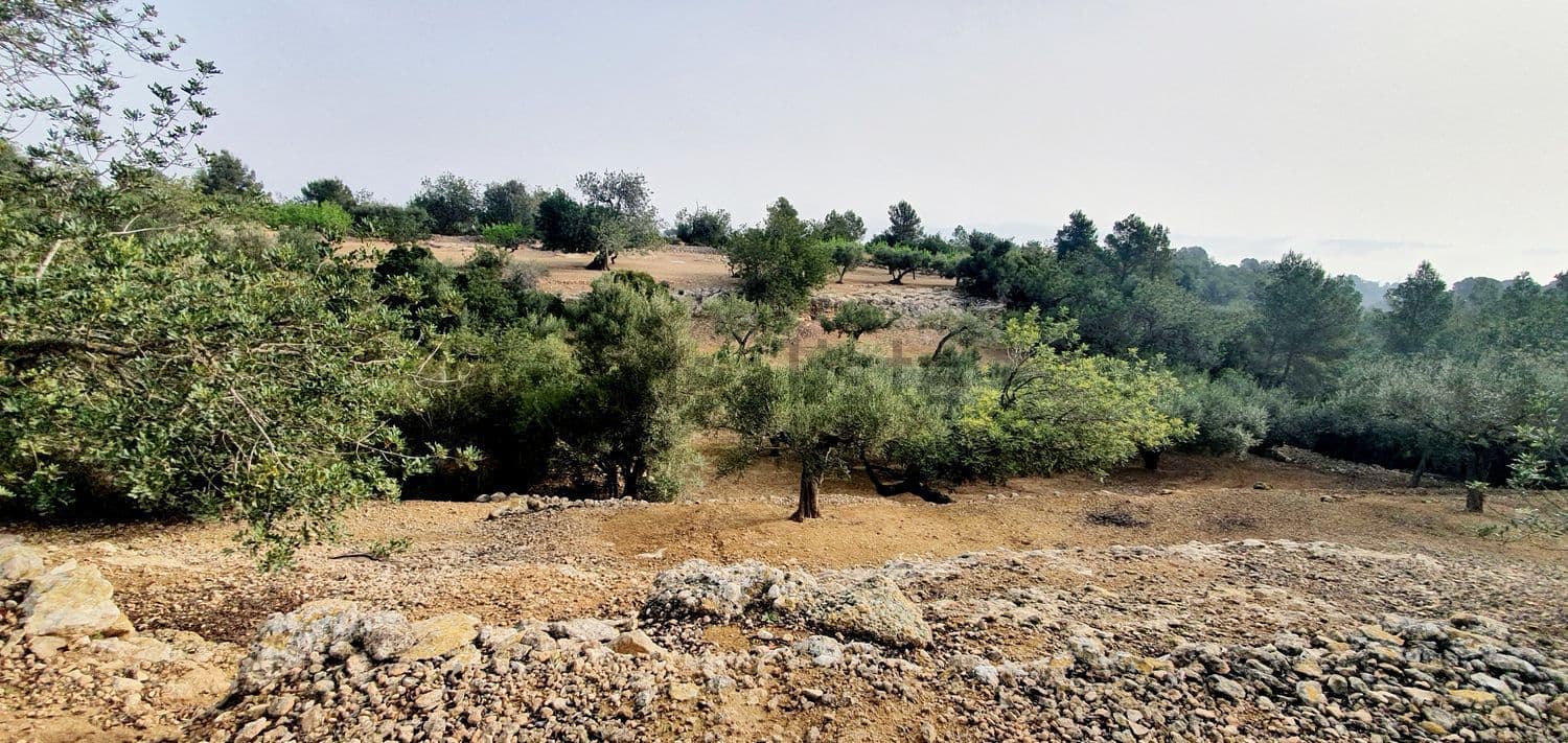 Terreno con piedras y olivos al fondo