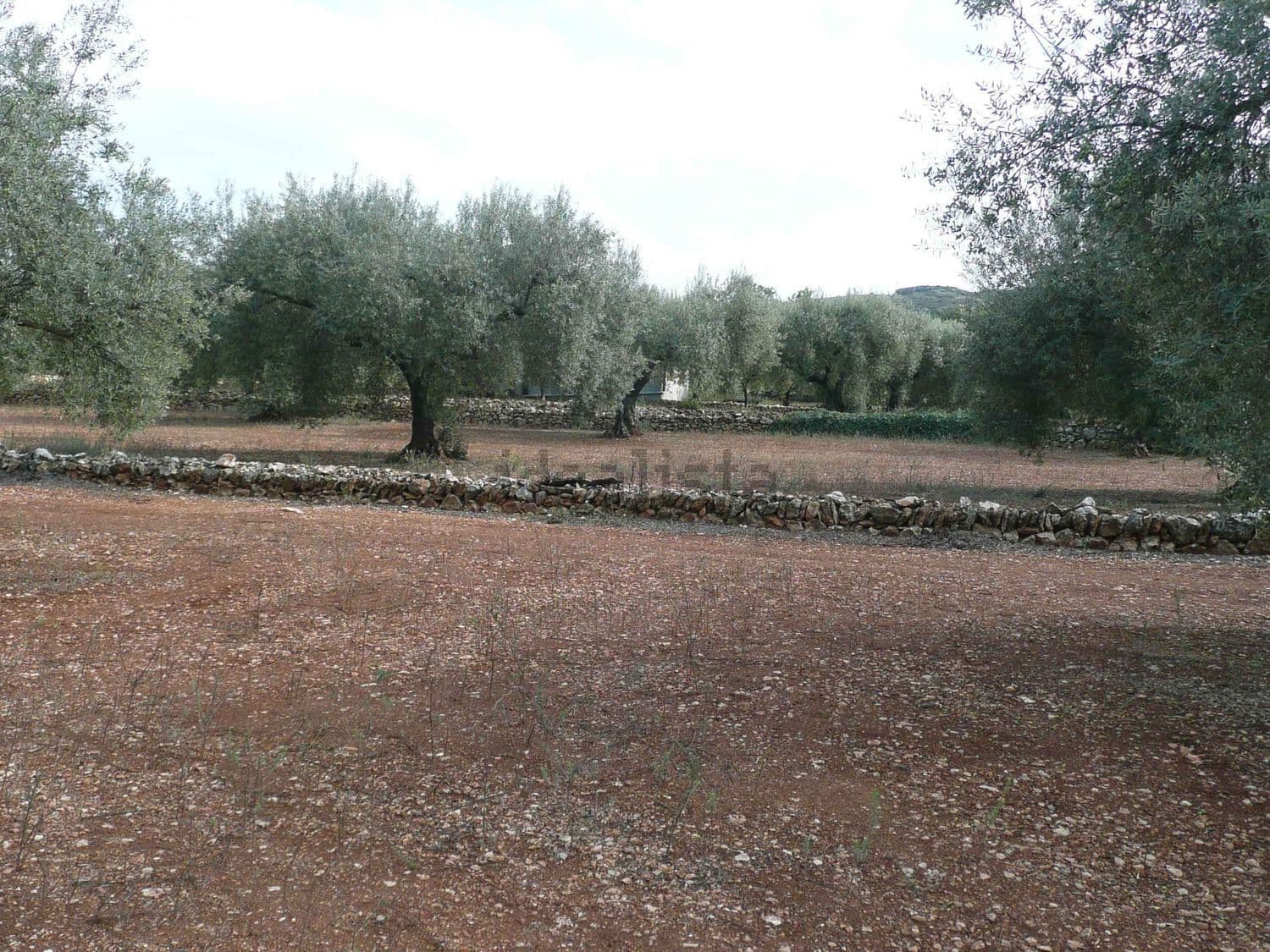 Olivar sobre tierra rojiza con margen de piedra