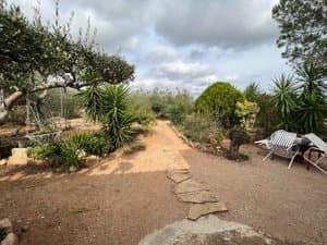 Camino de losas entre plantas del jardín