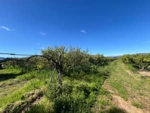 Árboles frutales y hierba en la finca