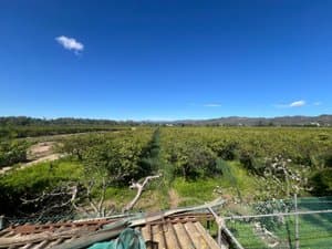 Vistas a los campos de cítricos