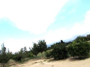 Hilera de mandarinos en la finca