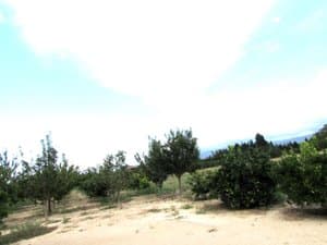 Mandarinos y frutales sobre terreno llano