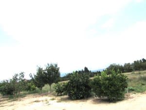 Árboles frutales jóvenes en la parcela