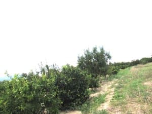 Mandarinos junto al camino