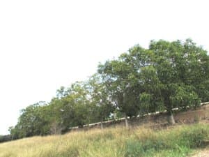 Árboles grandes junto a un muro