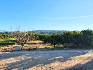 Camino con árboles frutales y la sierra al fondo