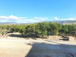 Huerta de cítricos con montañas al fondo