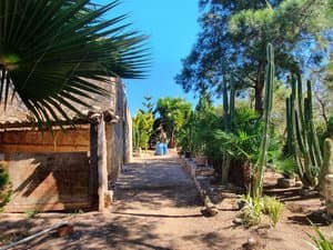 Camino junto a la casa con palmeras y cactus