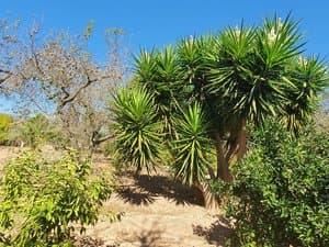 Yucas y árboles en el jardín