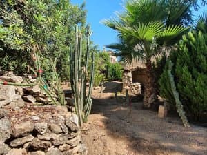 Jardín con palmera, cactus y muro de piedra