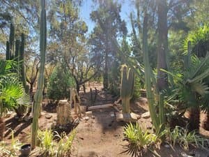Jardín de cactus entre pinos