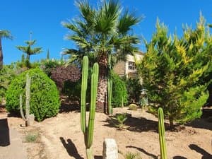 Palmera y cactus en el jardín