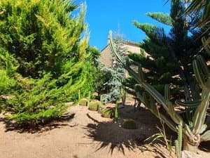 Cipreses y cactus en el jardín