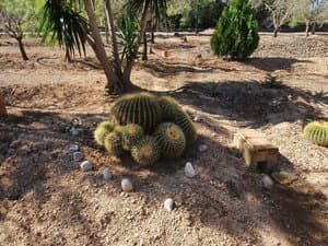 Cactus redondos entre árboles