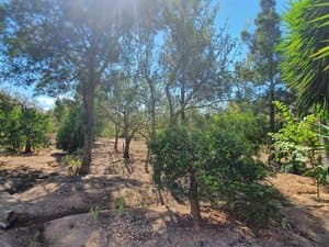 Pinos y almendros en la finca