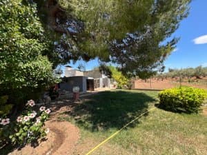 Jardín con césped y pino