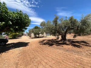 Olivos en la parcela