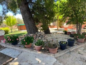 Parterre con macetas bajo un pino