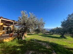 Olivar con la casa al fondo