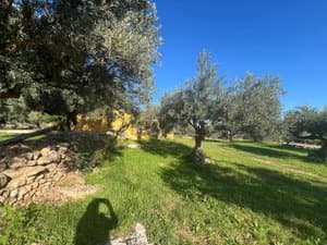 Olivos sobre césped y muro de piedra