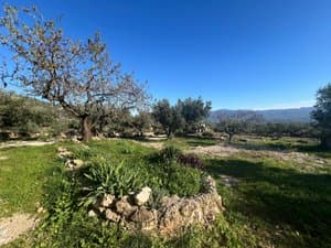 Almendro y olivos con montañas al fondo