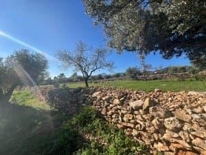 Muro de piedra seca con olivos