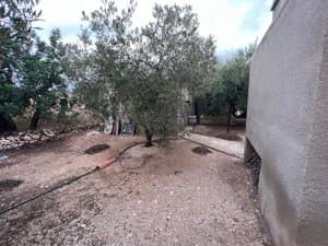 Olivo junto a la casa con riego por goteo