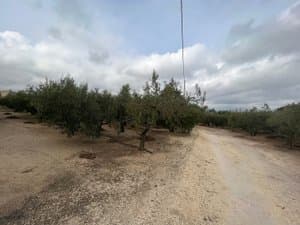 Camino de tierra entre olivos