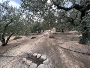 Olivar con piedras alrededor de un árbol