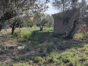 Terreno con olivos y el almacén al fondo