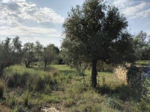 Olivo en el terreno con hierba