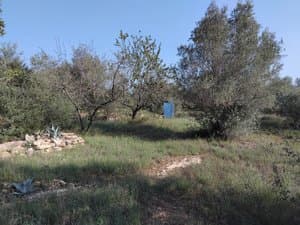 Terreno con olivos y algarrobos