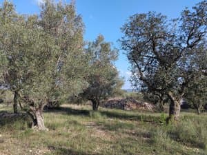 Olivos y algarrobos en la finca