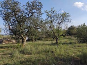 Algarrobo y almendro en la finca