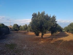 Olivar sobre tierra rojiza