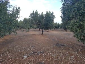 Hileras de olivos en la finca